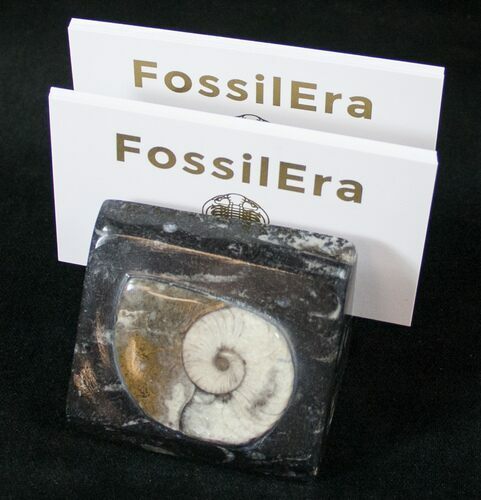 Goniatite & Orthoceras Fossil Card Holder #14591